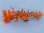 画像1: フトトゲヤギ　オレンジ系（横幅20センチ前後） (1)