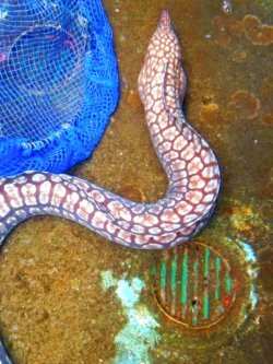 画像3: ☆☆☆ユリウツボの極美個体！（絶対におススメの素晴らしい個体です！！）