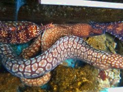 画像4: ☆☆☆ユリウツボの極美個体！（絶対におススメの素晴らしい個体です！！）