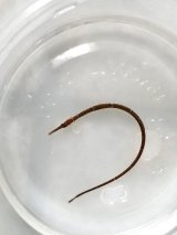 ☆☆当店ハンドコート・・ヨウジウオの仲間(幼魚)