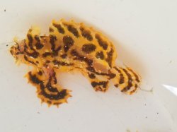 画像4: 《近海産海水魚》ハナオコゼ（Lサイズのフリー個体）1匹…ハンドコート採取