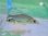 画像2: 《近海産海水魚》【珍サイズ】スズキ（シーバス）1匹…当店ハンドコート採取 (2)