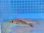 画像3: 《近海産海水魚》【レアサイズ】スズキ幼魚（シーバス）1匹…当店ハンドコート採取 (3)