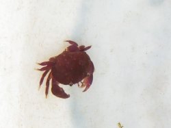 画像1: 《近海産甲殻類》スベスベマンジュウガニ(珍サイズ)…歩足欠個体