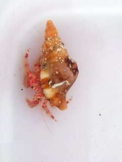 画像2: ベニホンヤドカリ(Ｓサイズ)・・・画像の宿殻です