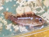 オビブダイ幼魚