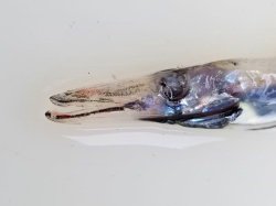 画像2: 《近海産深海魚》ハダカエソ（20センチ±）…冷凍個体