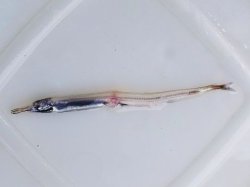 画像1: 《近海産深海魚》ハダカエソ（20センチ±）…冷凍個体