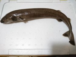 画像4: 《外洋性深海魚》冷凍ダルマザメ（40センチ前後）…画像の個体です