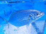《近海産海水魚》シマアジ（Mサイズ）…ハンドコート採取