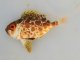 《近海産海水魚》キントキダイ科の幼魚