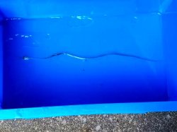 画像1: 《深海産海水魚》シギウナギの冷凍個体(45〜50センチ)‥近海採取