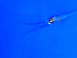 画像2: 《深海産海水魚》シギウナギの冷凍個体(25〜30センチ前後)‥近海採取