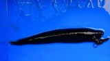《近海産深海魚》ホテイエソ（17〜20センチ±のフリー個体）1匹…冷凍個体