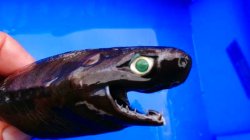 画像2: 《外洋性深海魚》冷凍ワニグチツノザメ（35センチ±）画像の個体です・・・【ウルトラレア】