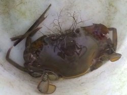 画像1: 《近海産甲殻類》強暴！！アミメノコギリガザミの雌