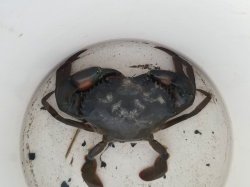 画像1: 《近海産甲殻類》強暴！！トゲノコギリガザミの雄…当店ハンドコート
