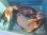 画像1: 《近海産甲殻類》強暴★☆アミメノコギリガザミ雄(モンスターサイズ)…当店ハンドコート (1)