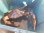 画像3: 《近海産甲殻類》強暴★☆アミメノコギリガザミ雄(モンスターサイズ)…当店ハンドコート (3)
