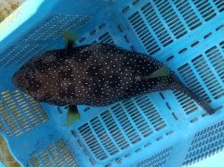 画像3: 《近海産海水魚》サザナミフグ（Ｌサイズ）…ハンドコート採取