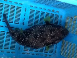 画像2: 《近海産海水魚》サザナミフグ（Ｌサイズ）…ハンドコート採取