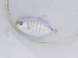 クロヒラアジ　幼魚
