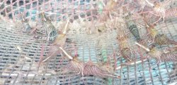 画像3: 《近海産甲殻類》サラサエビ(1匹)…当店ハンドコート採取