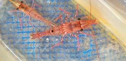 画像4: 《近海産甲殻類》ヤイトサラサエビ(2匹セット)…当店ハンドコート採取