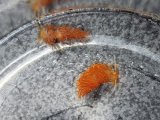 《近海産甲殻類》アカエラミノウミウシ…当店ハンドコート採取個体