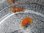 画像1: 《近海産甲殻類》アカエラミノウミウシ…当店ハンドコート採取個体 (1)