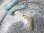 画像1: 《近海産甲殻類》ムカデミノウミウシ…当店ハンドコート採取個体 (1)