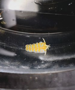 画像2: フジエラミノウミウシ(極小種)　5匹セット