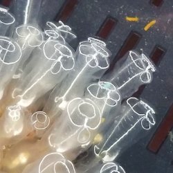 画像5: 《近海産海洋生物》ツツボヤの仲間（20〜25個体集合体）・・当店ハンドコート採取