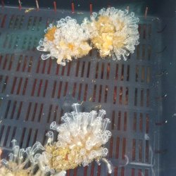 画像3: 《近海産海洋生物》ツツボヤの仲間（20〜25個体集合体）・・当店ハンドコート採取