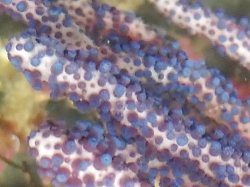 画像1: フトヤギ　青紫系（約20センチ±）