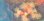 画像2: エントウキサンゴ（5センチ前後）ジュウジキタイプ (2)