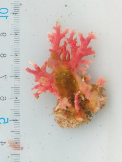 画像1: サンゴモドキ