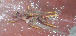 画像1: 《近海産甲殻類》トゲアシガニ…ハンドコート採取
