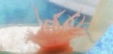 深海産イソギンチャク01（熊野灘産）…種不明