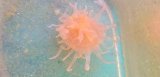 深海産イソギンチャク02（熊野灘産）…種不明