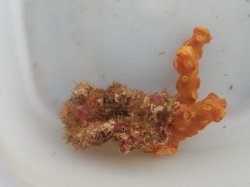 画像2: ☆深海性…オノミチキサンゴ（10センチ前後）