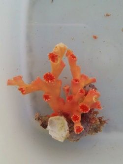 画像2: オキノセキサンゴ(約10センチ前後）