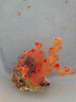 画像1: オキノセキサンゴ(約10センチ前後）
