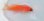 画像2: 《近海産海水魚》☆★☆熊野灘産ナガハナダイ幼魚（激珍サイズ） (2)