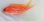 画像4: 《近海産海水魚》☆★☆熊野灘産ナガハナダイ幼魚（激珍サイズ） (4)