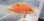 画像3: 《近海産海水魚》【南伊勢産】スミツキハナダイ（餌付け済）…ハンドコート (3)