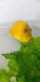 《近海産海水魚》☆★人気種★☆アオサハギ(1匹)…ハンドコート採取
