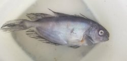 画像1: 《外洋性海水魚》【冷凍】ハナビラウオ(20センチ前後)‥近海採取個体
