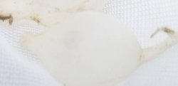 画像1: ☆★トラフコウイカの有精卵(2個)…ブリード(子イカ見えてます、孵化間近でおススメです)