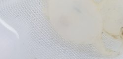 画像2: ☆★トラフコウイカの有精卵(1個)…ブリード(子イカ見えてます、孵化間近でおススメです)